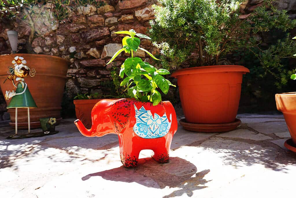 Αυλή - φωτογραφία