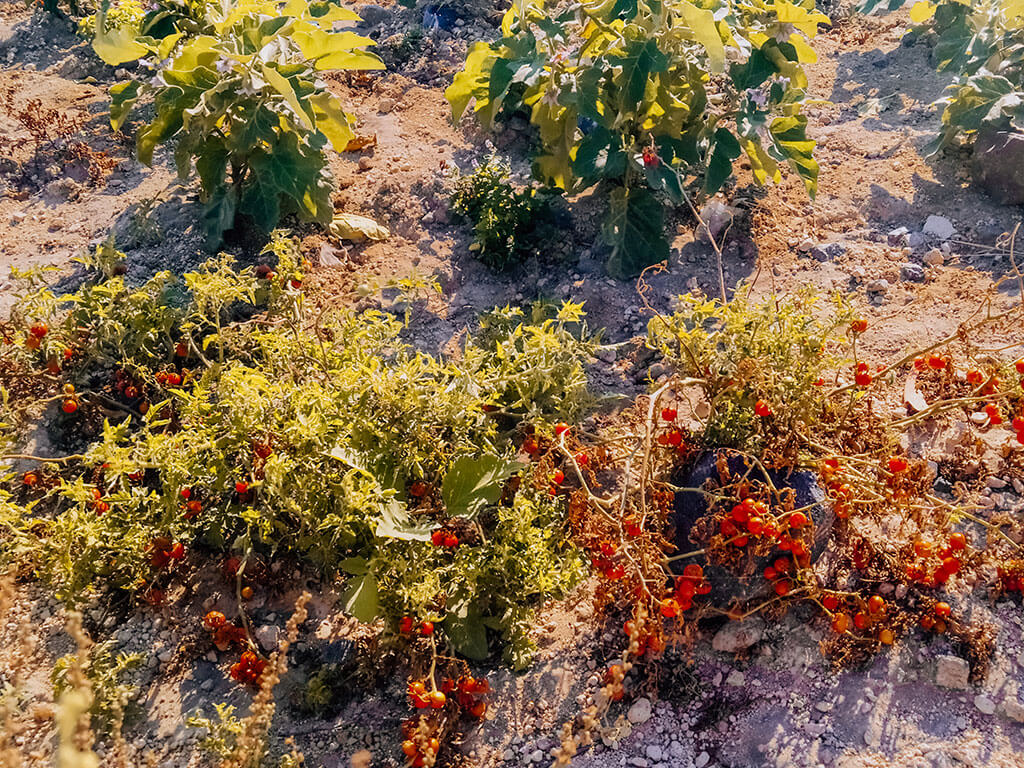 Μποστάνι - φωτογραφία